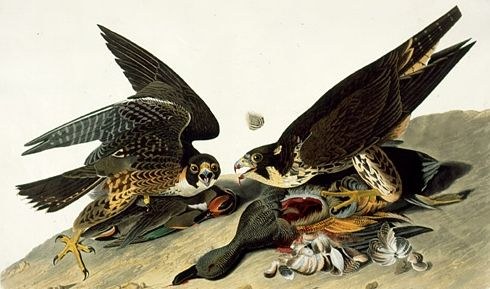 John James Audubon Peregrine Falcon